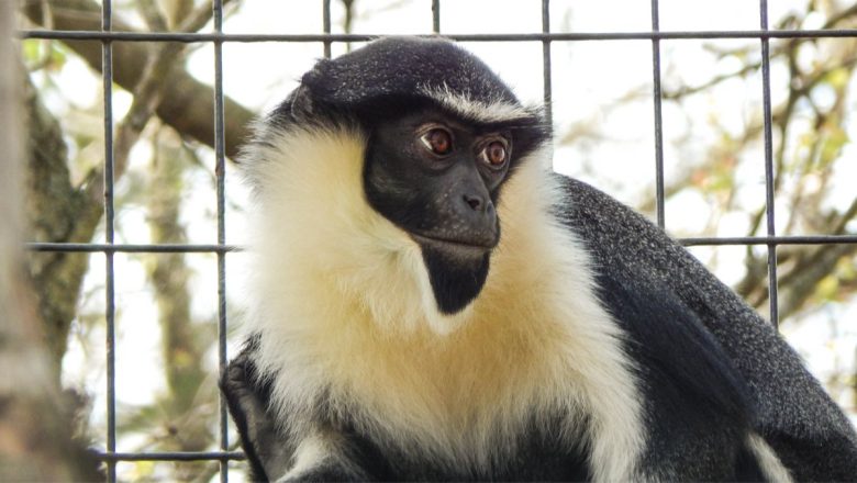  Dünyanın en yaşlı Diana maymunu, Japonya’da öldü