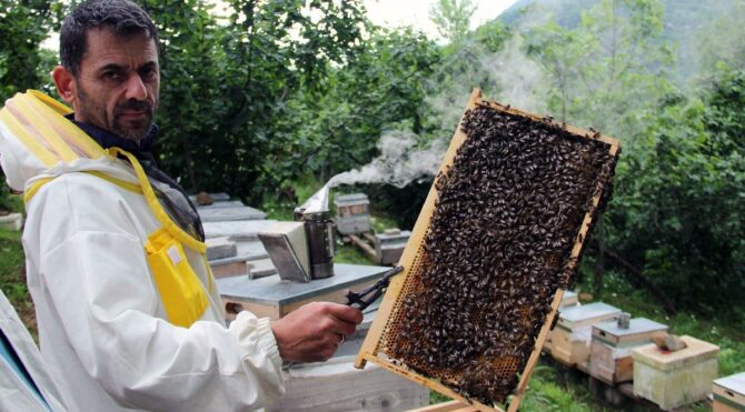  Gal arısı istilası bal üretimini vurdu, rekoltede yüzde 70 düşüş beklentisi