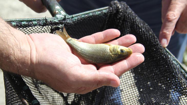  Konya’daki göl ve göletlere 1 milyon yavru sazan balığı bırakıldı