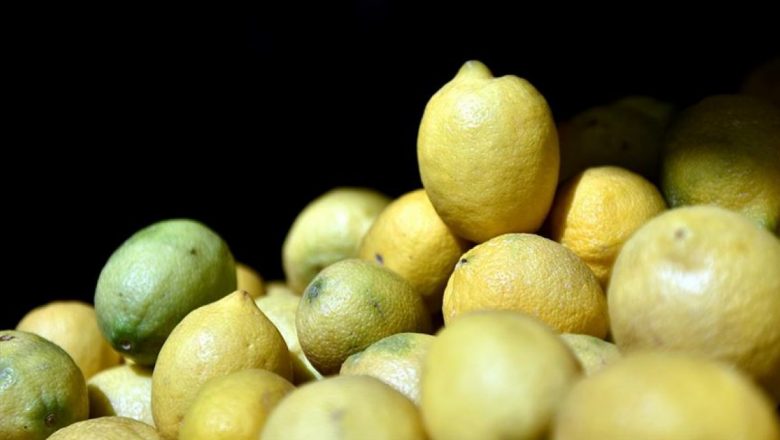  Muğla’da limon üreticisi düşük fiyat nedeni ile zor günler geçiriyor