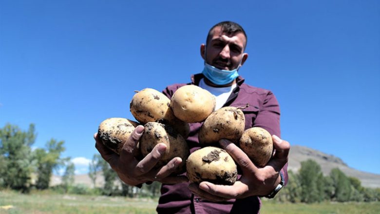  Pasinler Ovası’nda patateste kuraklığa rağmen rekolte arttı