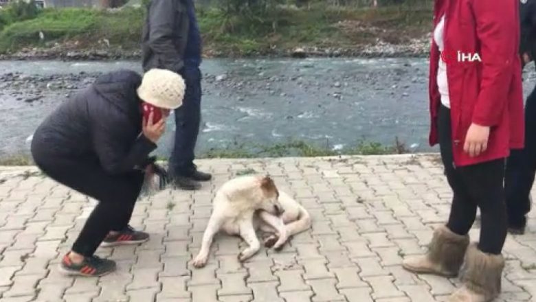  Artvin’de silahla vurulan sokak köpeği, tedavi altına alındı
