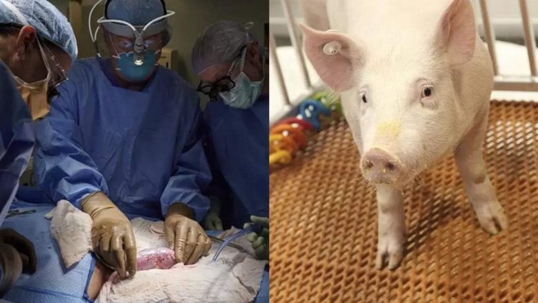  Dünyada bir ilk: Genetiğiyle oynanmış bir domuzun böbreği insana nakledildi