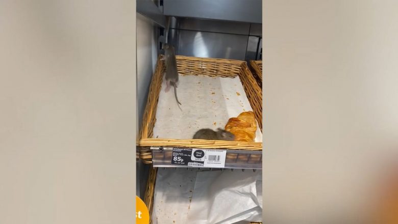  İngiltere’de marketin ekmek reyonundaki fareler