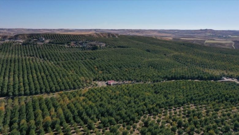  Adıyaman’ın Kahta ilçesinde ceviz bahçesinde 600 ton ceviz hasat edildi