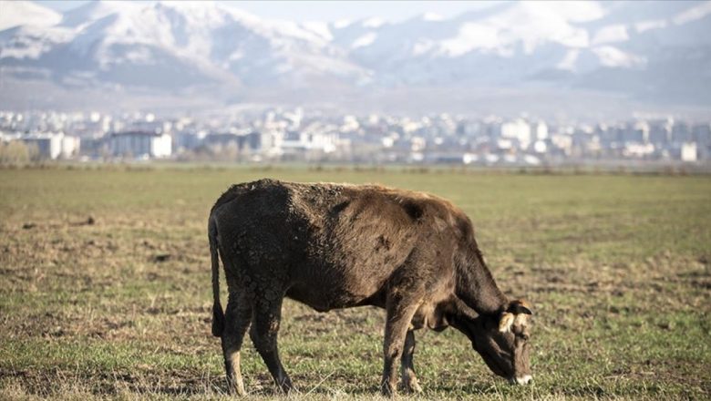  Erzurum, Türkiye’nin et üretimine ikinci sırada