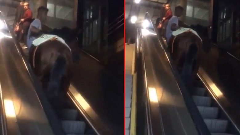  Metronun yürüyen merdiveninde görüntülenen at herkesi şaşkına çevirdi